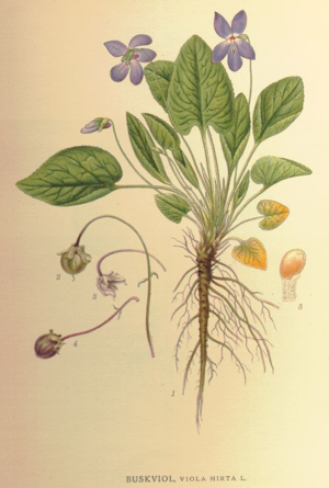 Violahirta.jpg © Commons