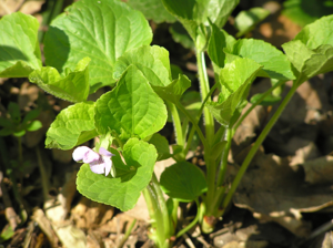 Viola mirabilis1.JPG © Petr Filippov
