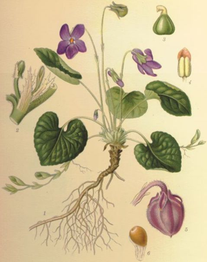 Viola odorata1.jpg © Commons