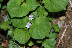 Viola palustris 6798.JPG © Walter Siegmund (talk)