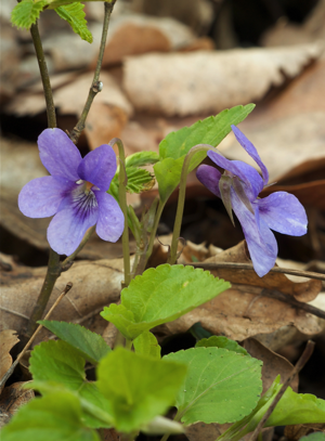 Viola reichenbachiana LC0128.jpg © Jörg Hempel