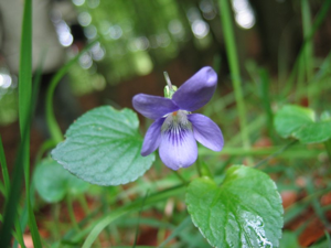 Viola riviniana bluete.jpeg © Kristian Peters -- Fabelfroh 08:22, 7 July 2006 (UTC)