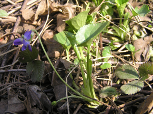 Viola suavis1.JPG © Petr Filippov