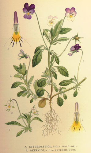 Violatricolorarvensis.jpg &copy; Commons