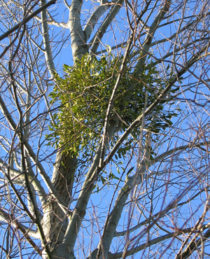 MistletoeInSilverBirch.jpg © Commons