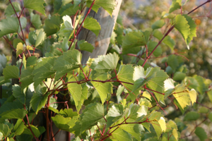 Vitis rupestris Weinsberg 20071016.jpg © Rosenzweig