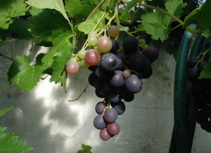 Vitis-vinifera-2.JPG © Vitis-vinifera.JPG: Stickpen derivative work: Stickpen (talk)