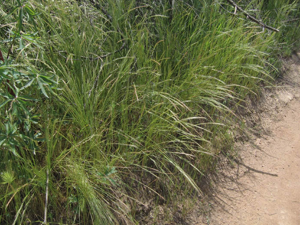Vulpiamyuros.jpg © Anthony Valois and the National Park Service