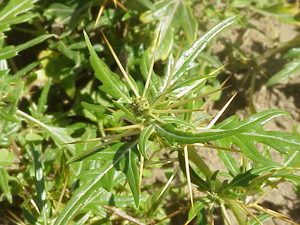 Xanthium spinosum0.jpg © Kurt Stüber [1]