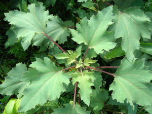 Xanthium strumarium-1.JPG © Karduelis