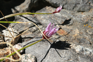 Flora Circo de Gredos 12.JPG © Nachosan