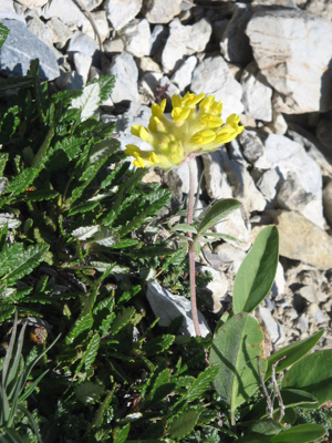 Anthyllis alpestris01.jpg © Meneerke bloem