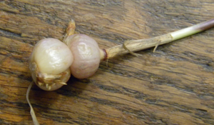 Arrhenatherum elatius subsp bulbosum.JPG © Dominique Jacquin