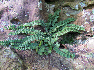 Asplenium trichomanes subsp. pachyrachis 001.jpg © Johan N