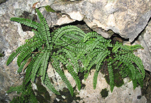 Tricomanes-soller.jpg © Juan Bibiloni