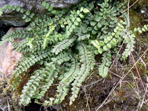 Asplenium trichomanes subsp. trichomanes 001.jpg © Johan N