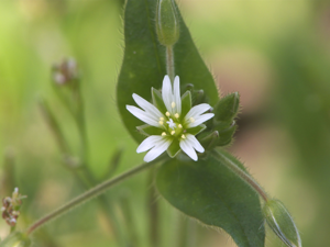 Cerastium fontanum subsp. vulgare, gewone hoornbloem.jpg © Rasbak