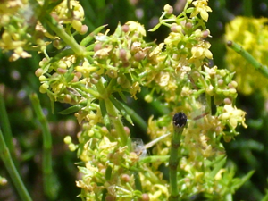 Galium verum subsp. verum Enfoque 2010-7-17 SierradeAlfacar.jpg © Javier martin