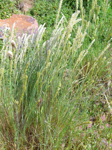 Melica ciliata subsp. magnolii Habitus 2012-5-27 SierraMadrona.jpg &copy; Javier martin