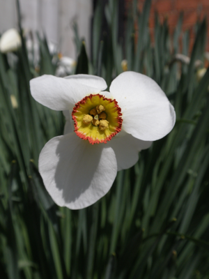 Narcissus poeticus (7024616847).jpg © Amanda Slater from Coventry, West Midlands, UK