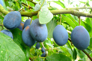 Damson plum fruit.jpg © Jonathan Billinger