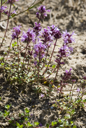 Thymus praecox bethisy-saint-martin 60 18062008 4.jpg © Olivier Pichard