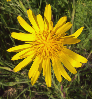 Tragopogon pratensis, oosterse morgenster bloem.jpg © Rasbak