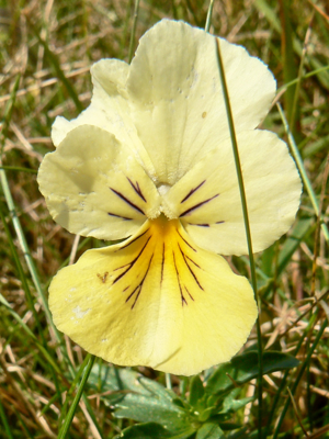 Viola lutea subsp. lutea 001.jpg © Johan N