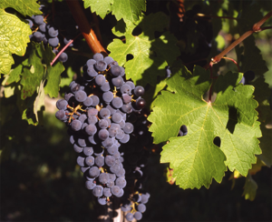 Cabernet Sauvignon Gaillac.jpg © Commons