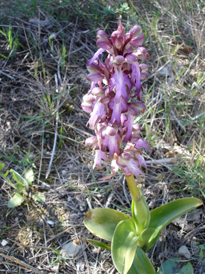 Robertianum1.jpg © Commons