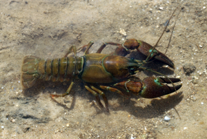 Pacifastacus leniusculus 01 by-dpc.jpg © David Perez