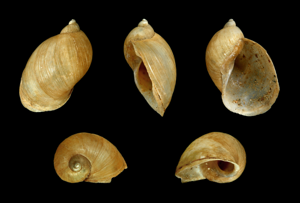Radix balthica 01.JPG © H. Zell