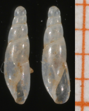 Cecilioides acicula.jpg © Francisco Welter Schultes