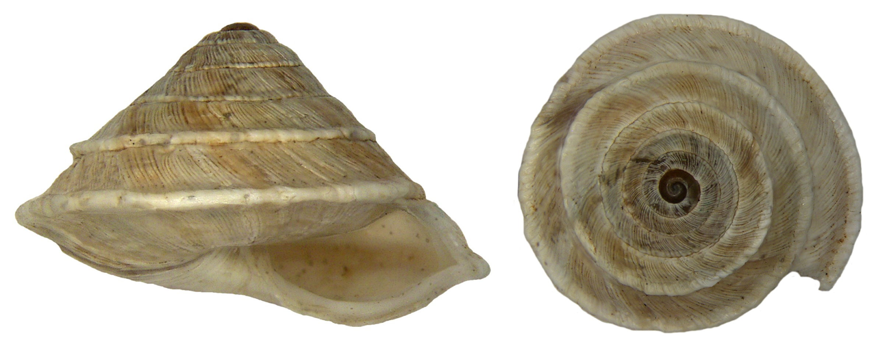 Trochoidea elegans (Gmelin, 1791) (4187450127).jpg © Udo Schmidt from Deutschland