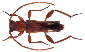 Nathrius brevipennis (Mulsant, 1839) (4510269471).jpg © Udo Schmidt from Deutschland