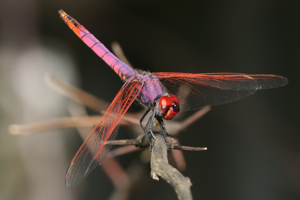 Trithemis annulata.jpg © Muhammad Mahdi Karim