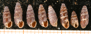 Chondrina avenacea shell.jpg © F. Welter Schultes