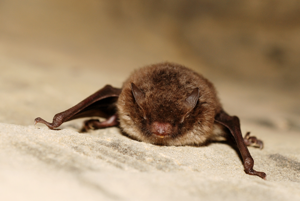 Myotis de Daubenton © Gilles San Martin from Namur, Belgium