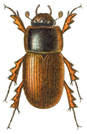 Acrossus depressus.png © Commons