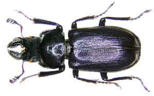 Platycerus caprea (DeGeer, 1774) (3024254157).jpg © Udo Schmidt from Deutschland