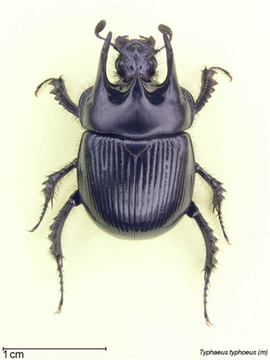 Typhaeus typhoeus male.jpg © Commons