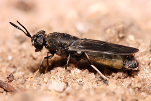 Hermetia illucens Black soldier fly edit1.jpg © Muhammad Mahdi Karim