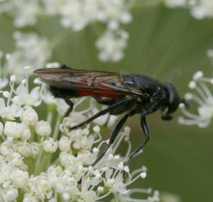 Brachypalpoides lentus.jpg © Sandy Rae