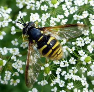Chrysotoxum fasciolatum.jpg © Matej Schwarz