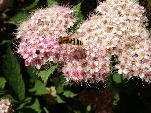 Female Epistrophe flava on flowers.jpg © Uwe W.