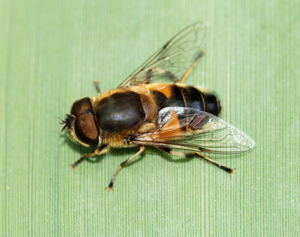Eristalis March 2010-1.jpg © Alvesgaspar
