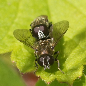 Lökblomfluga Par03074.jpg © Martin Andersson