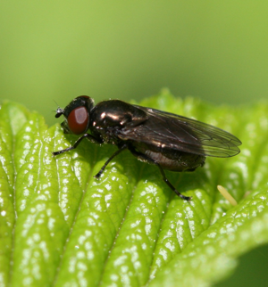 Melanogaster hirtella (female).jpg © Sandy Rae