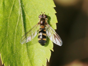 Meligramma triangulifera.jpg © Commons
