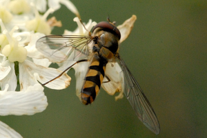 Meliscaeva.auricollis.-.lindsey.jpg © James K. Lindsey